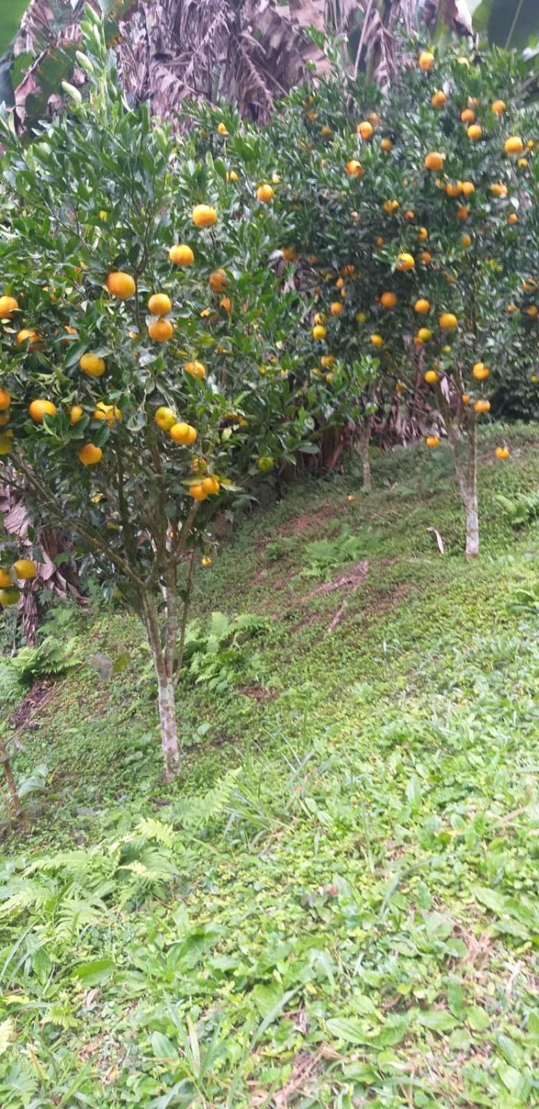 Villa Fazenda Piloes Petrópolis Exterior foto